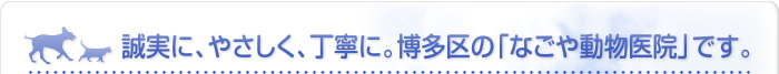 誠実に、やさしく、丁寧に。博多区の動物病院「なごや動物医院」です。
