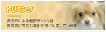 トリミング　獣医師による健康チェック付！皮膚治療に有効な薬浴もいたします。