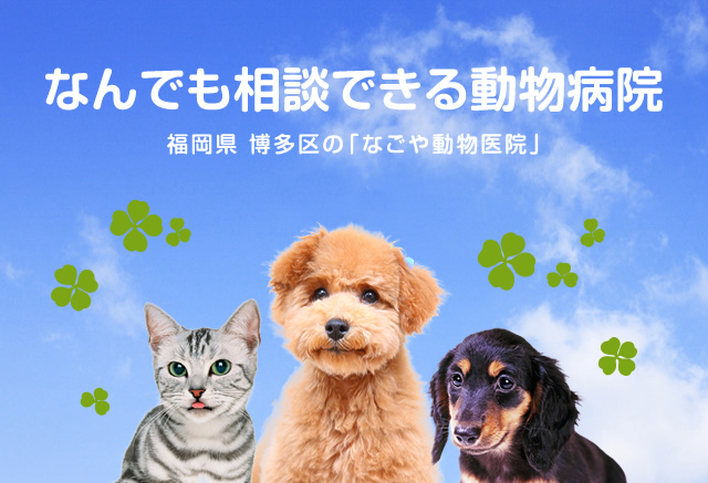 なんでも相談できる動物病院　福岡県　博多区の「なごや動物医院」